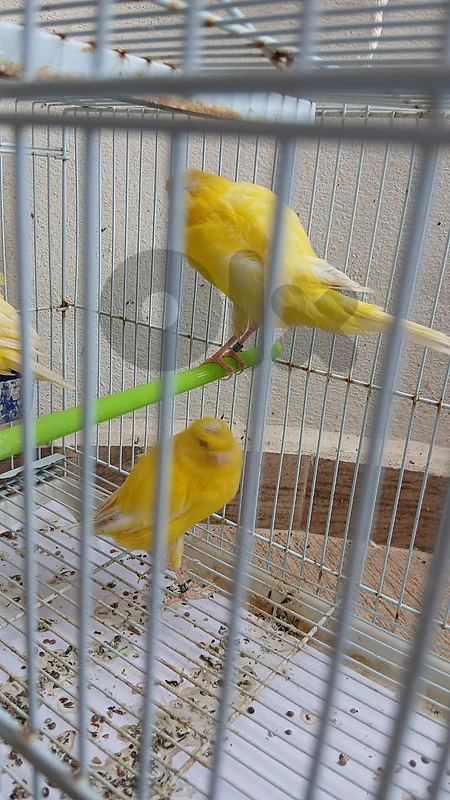 3 طيور لونجي