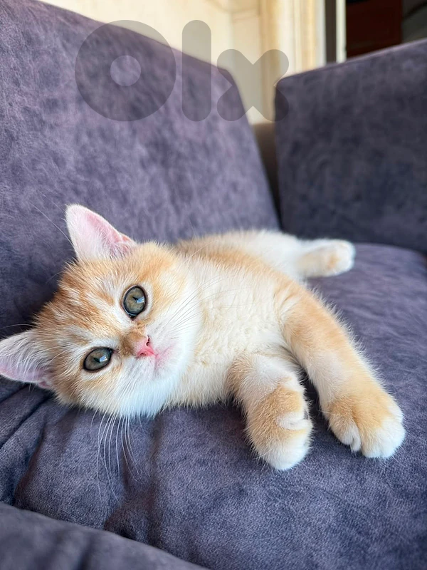 golden chanchila cats golden chanchila cats