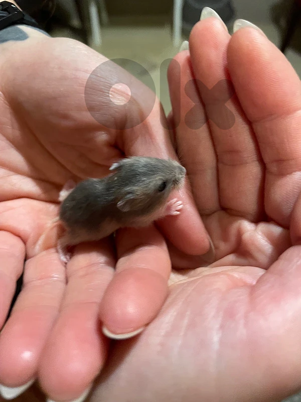 russian dwarf hamsters