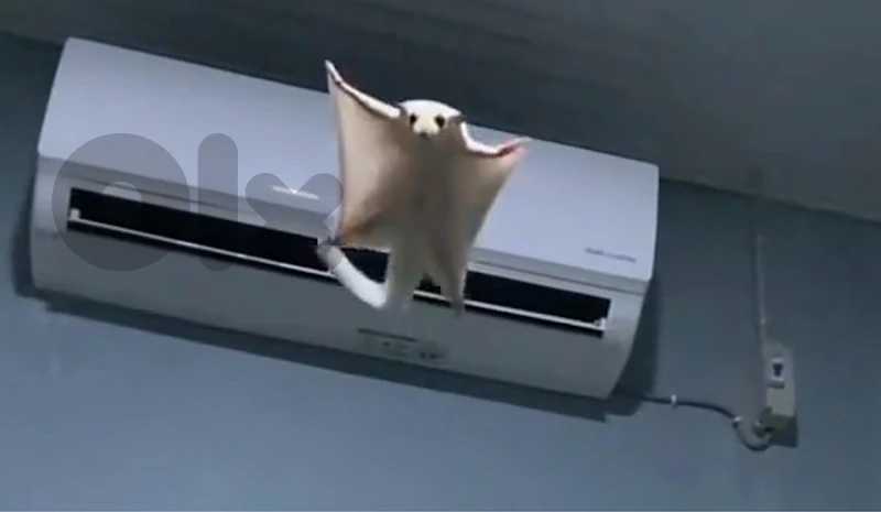 sugar glider