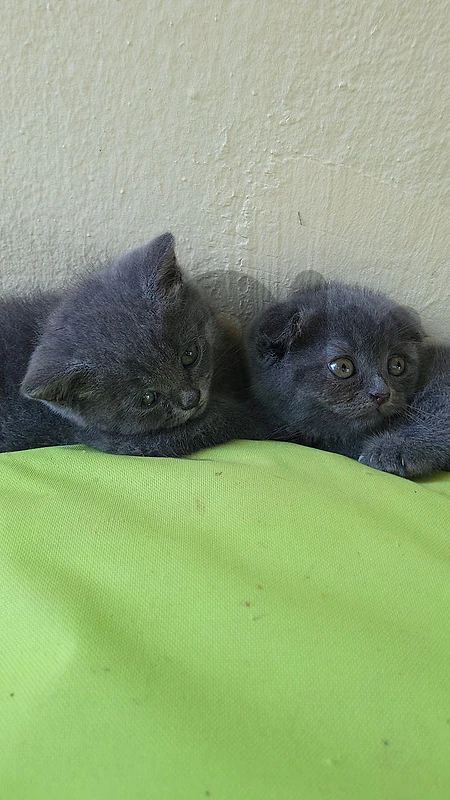 pure Scottish fold and British kittens