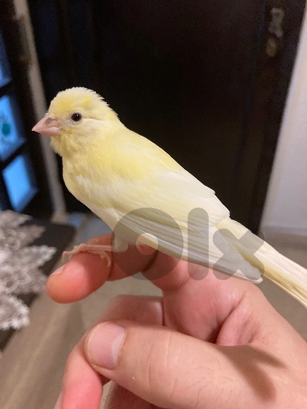 كنار مروض