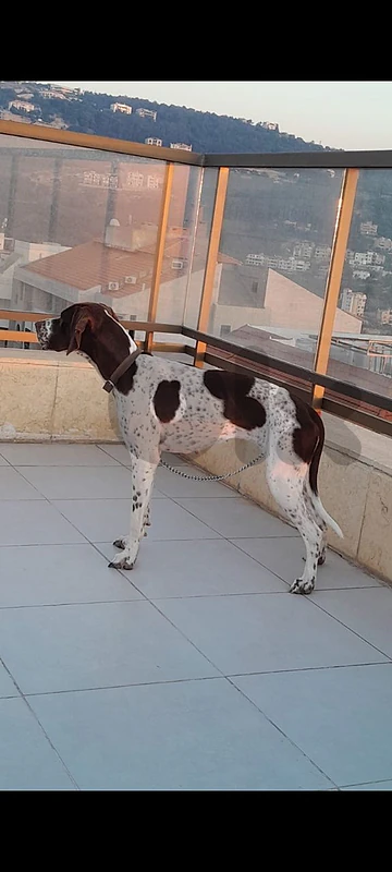 pointer