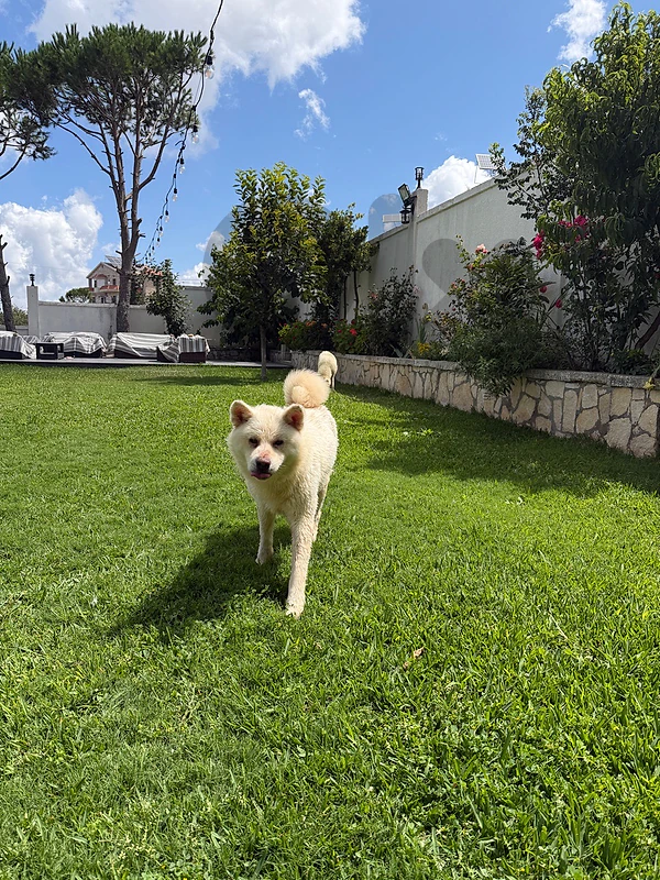 japanese akita female and male