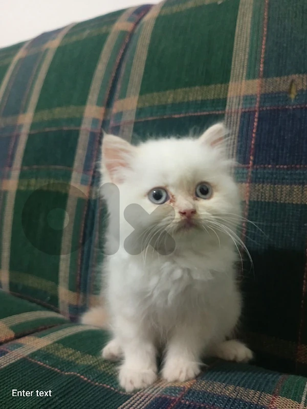 White Persian kitten 4 sale/بسينة فارسية بيضة للبيع