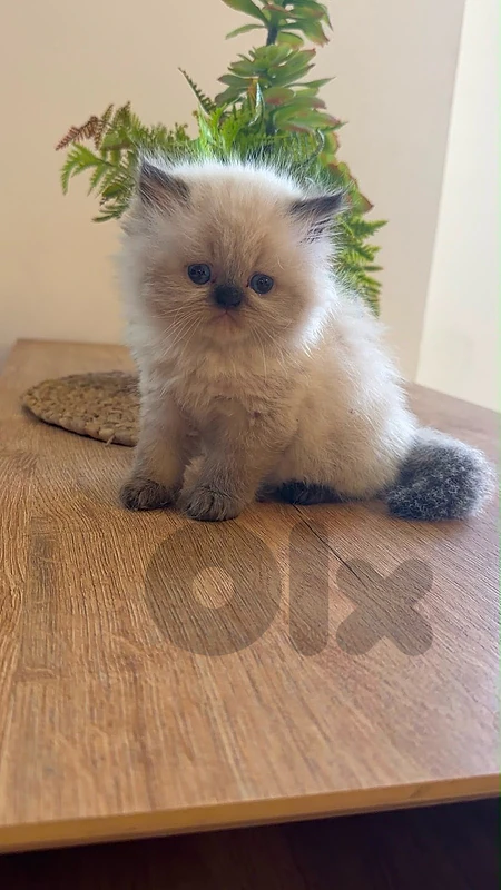 cute cats