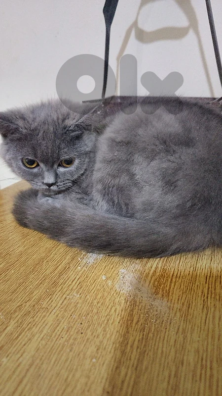 بسين بريتش رمادي