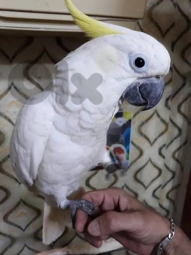 اللي عندو فرخ كوكاتو للبيع