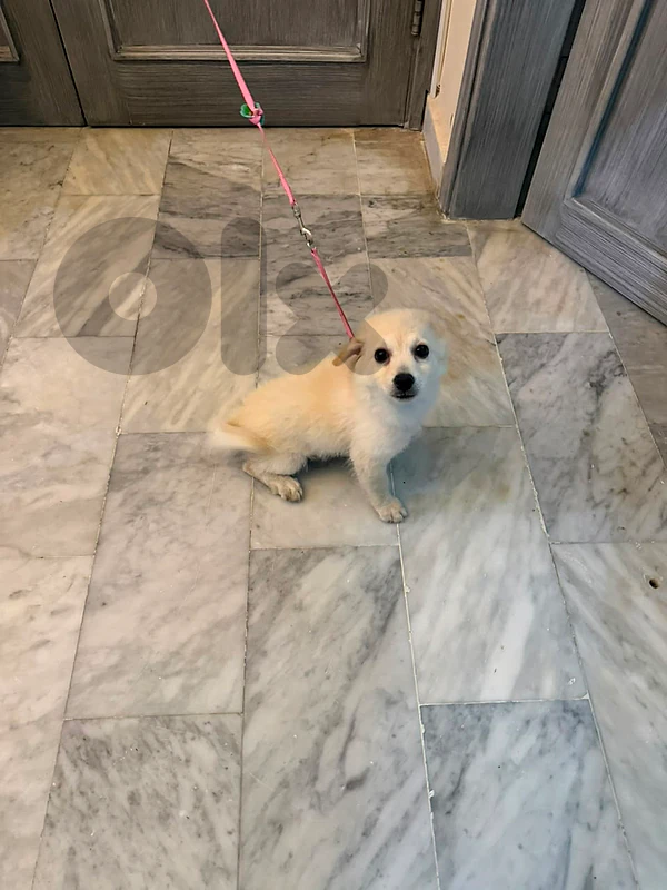 Puppy for sale
