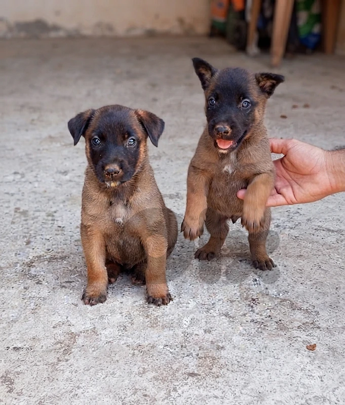 Malinois German Shepherd Work Line 45 Days
