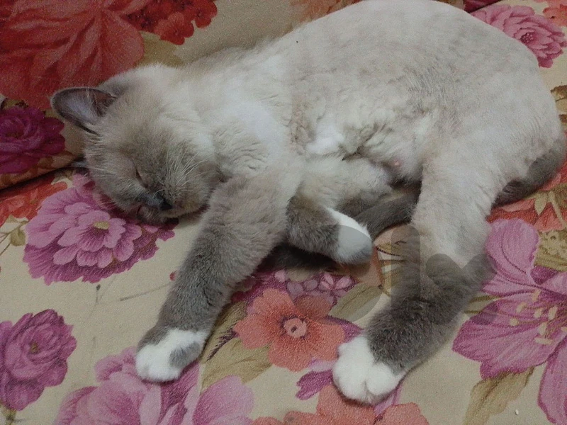 🐱 خدمة استضافة ورعاية القطط 🐱