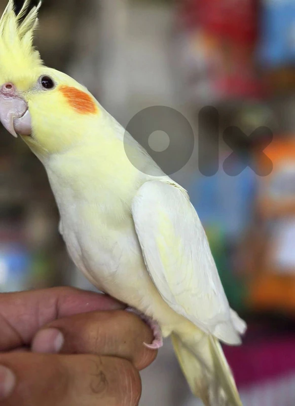 دكر كروان لاتينو عيون حمر مروض