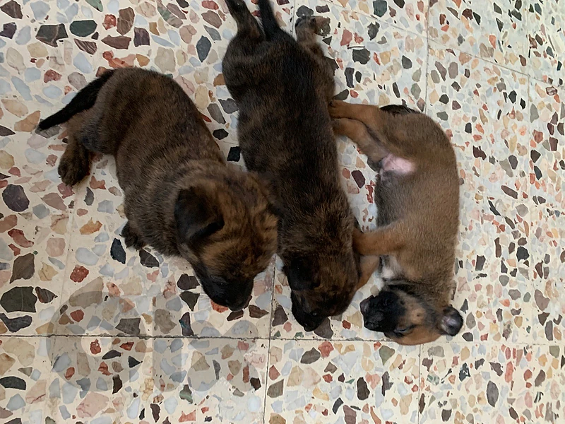 Dutch shepherd