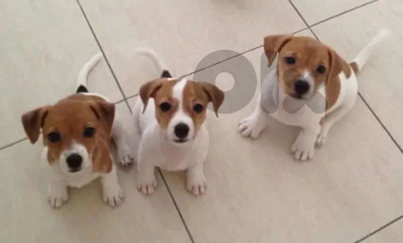 Healthy & cute Jack Russell puppies pure breed Dog/Delivery/ كلب جرو