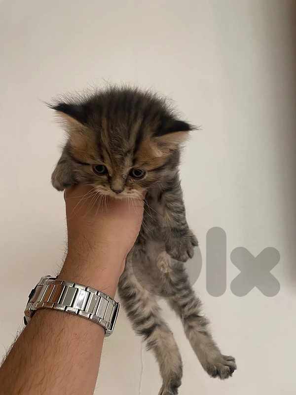 Cute and playful kittens