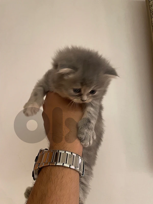 Cute and playful kittens
