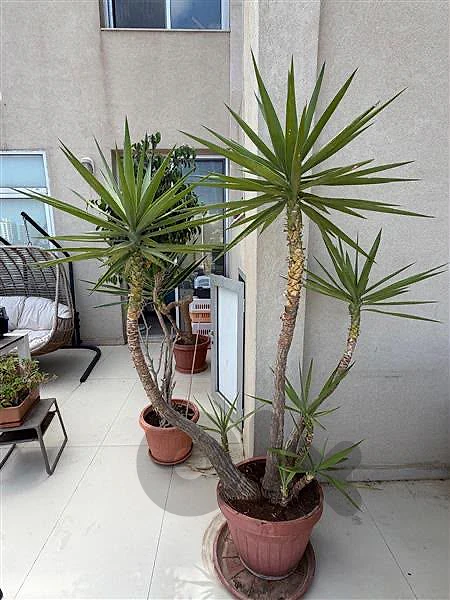 Yucca Plant Yucca Plant