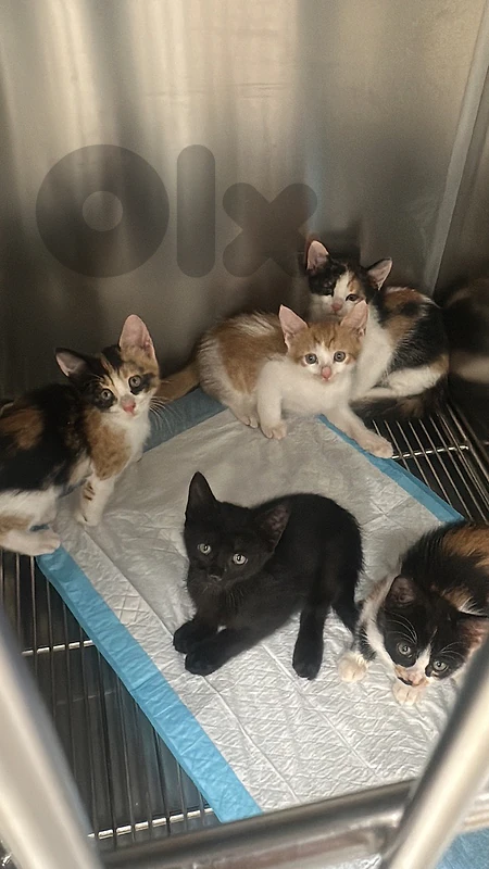 kittens for adoption