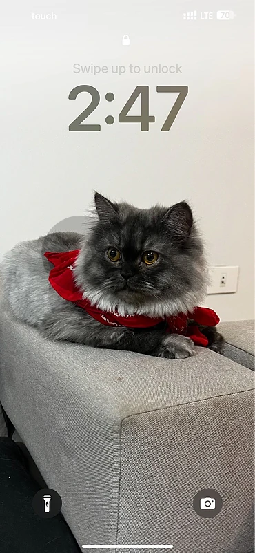 up for adoption