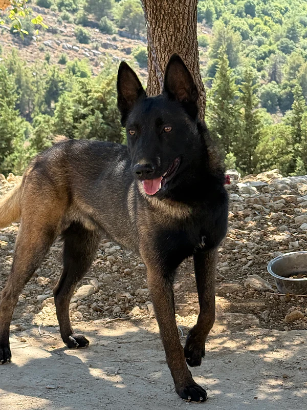 9 month old vaccinated