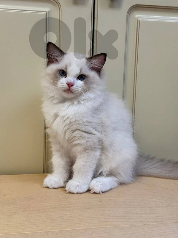 Ragdoll  kittens available for Adoption