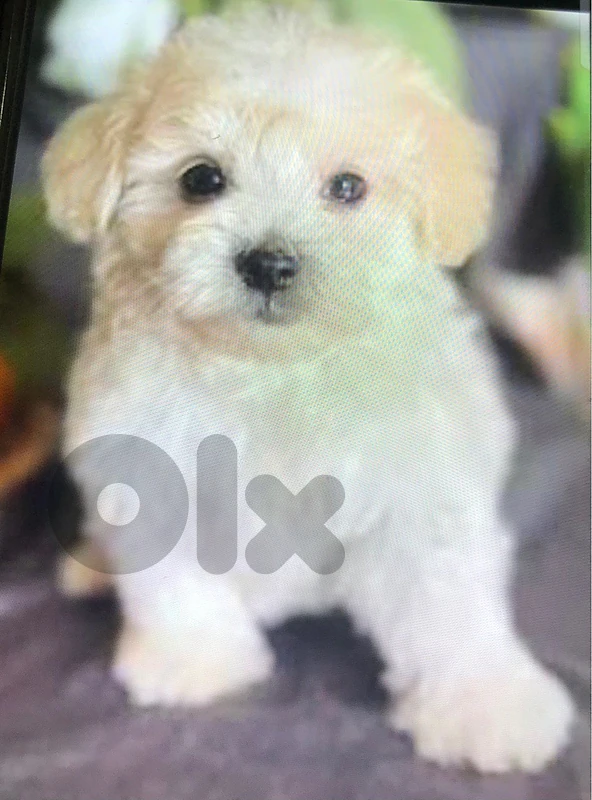 maltipoo