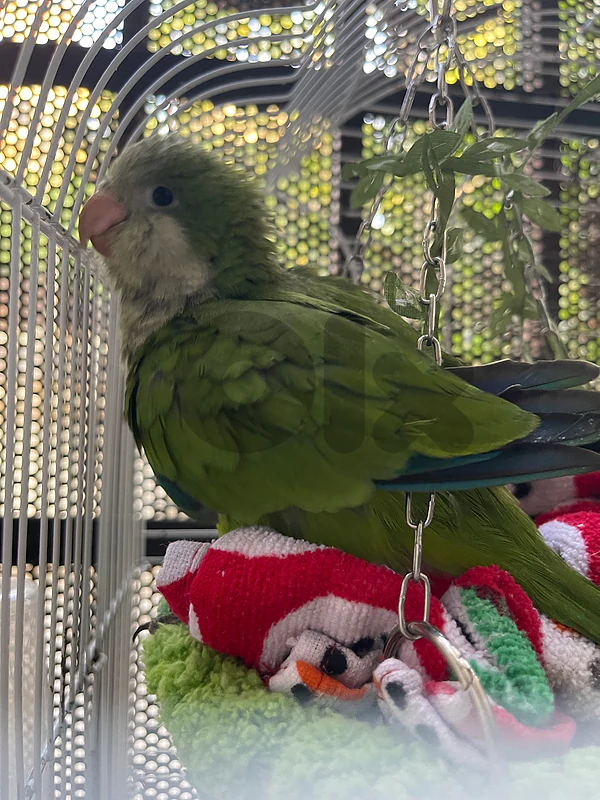 Baby Quaker Parrot