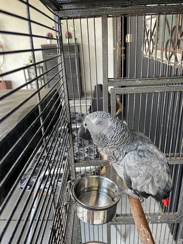 Tame African Grey Parrot with Large Cage for Sale