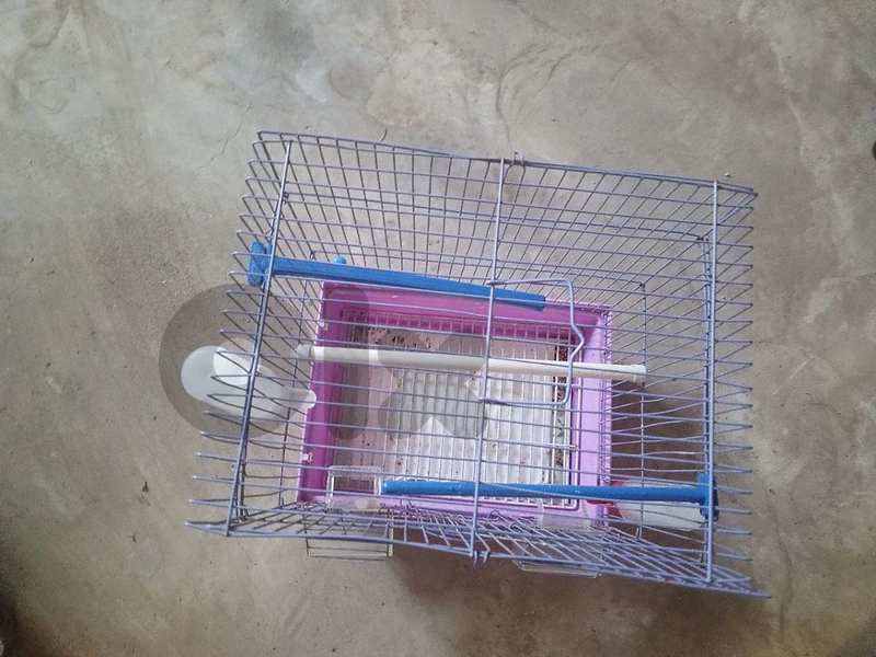 dogs and birds cages