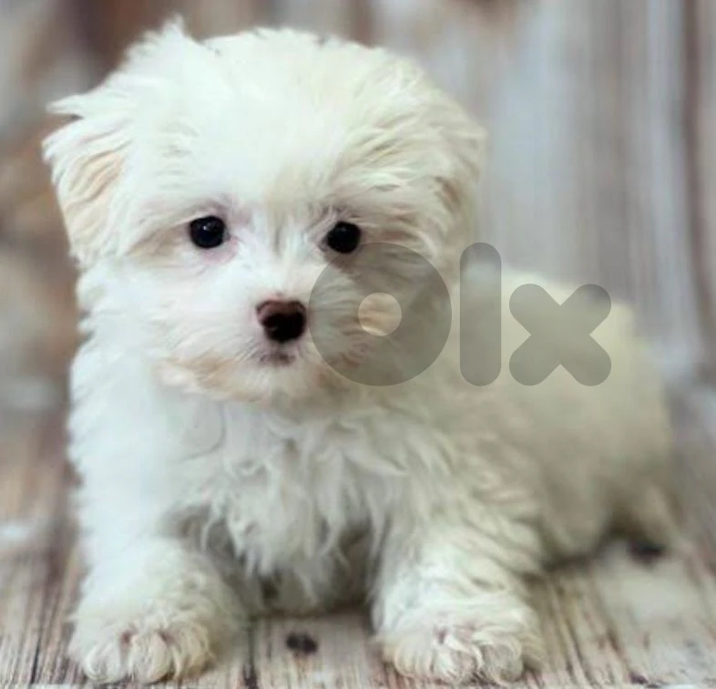 maltipoo