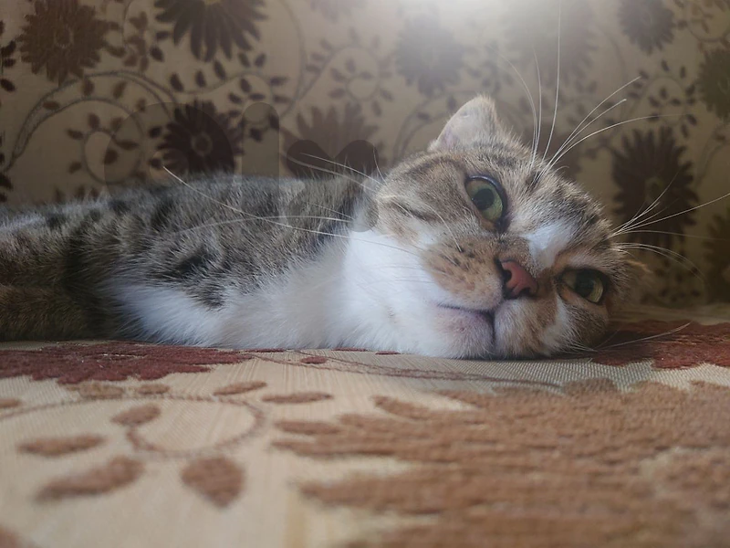 mature cat for adoption