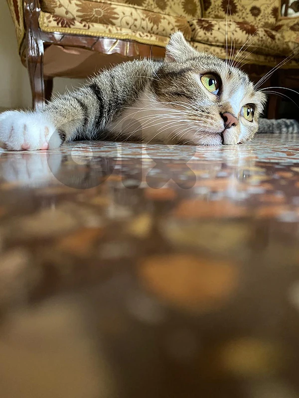 mature cat for adoption