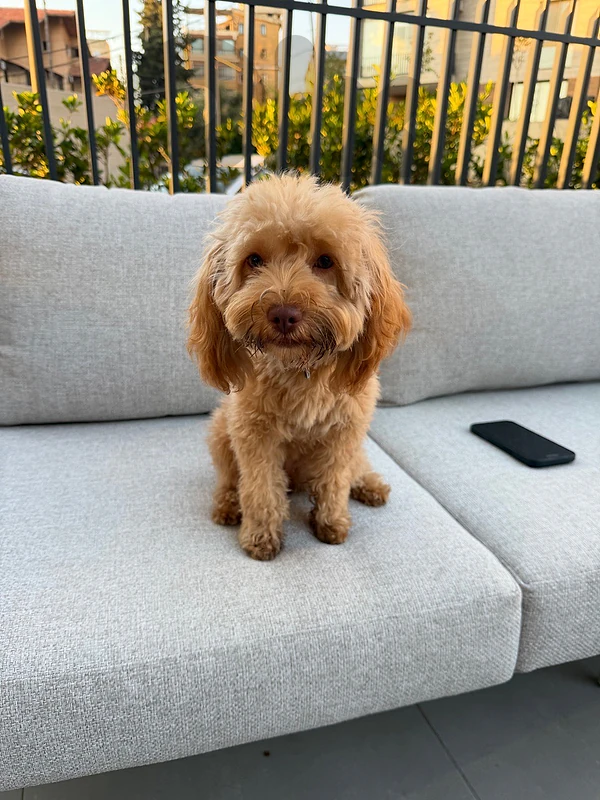 Maltipoo - 7 months