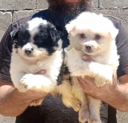 pom spitz small size males and females