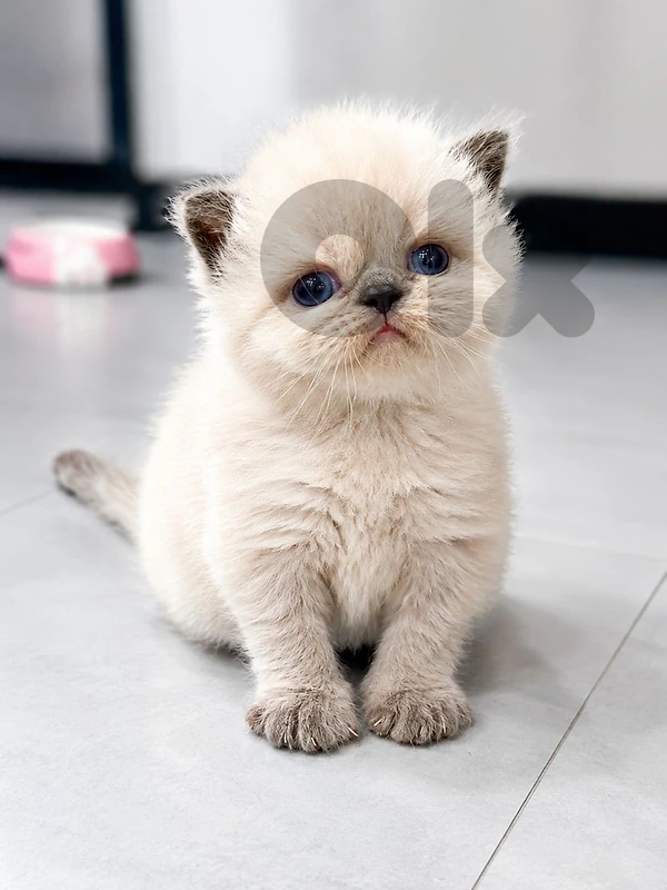 himalayan