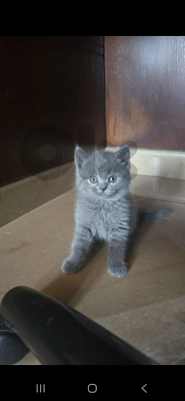 بسينه للبيع cat for sale