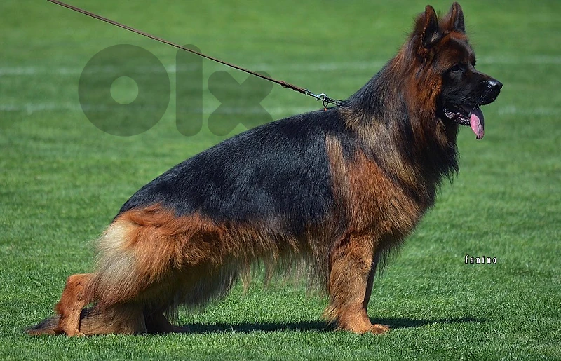 extreme quality !!!!! imported german shepherd puppies