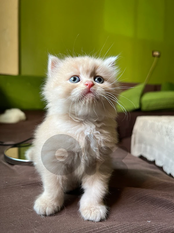 kittens cats