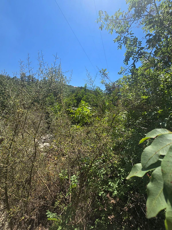 730m land in Sourat
