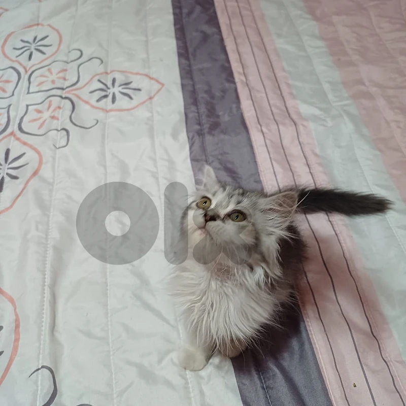persian