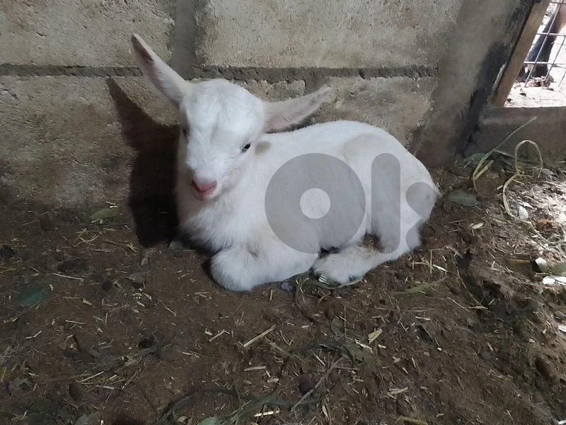 معزا سويسري