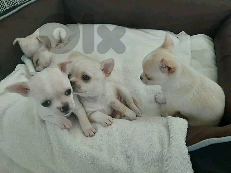 Adorable Chihuahua Puppies Available in store / Delivery