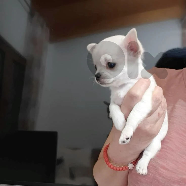 Little Chihuahua Puppies Available in store & Delivery