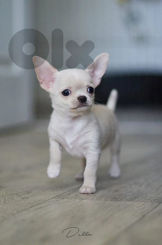 Tiny Chihuahua puppies available / high quality/ in store/ delivery 🐾