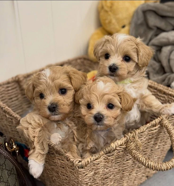 Find Your Furry Friends Maltipoo Puppies/ Available in store / Deliver