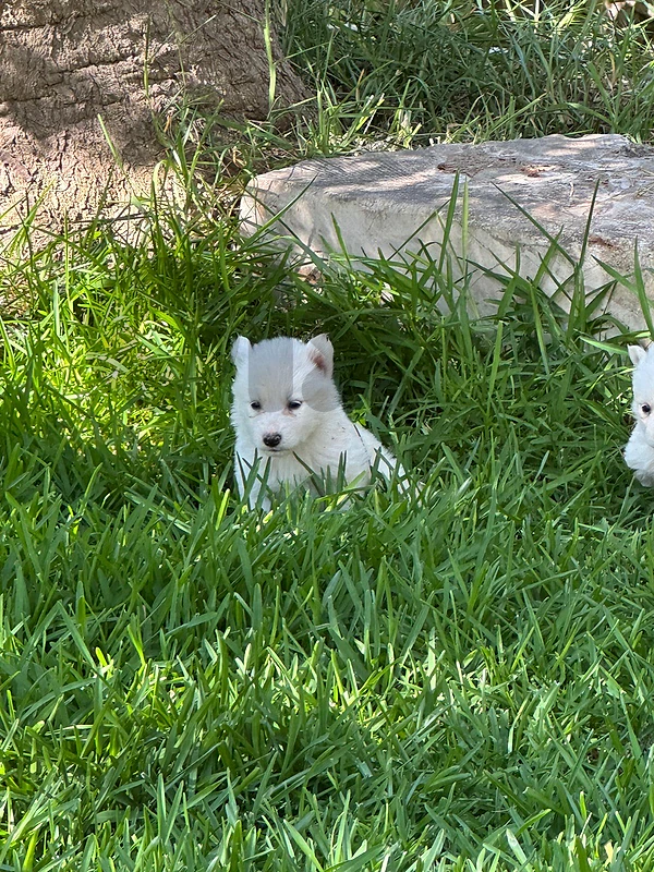 swiss shepherd puppies