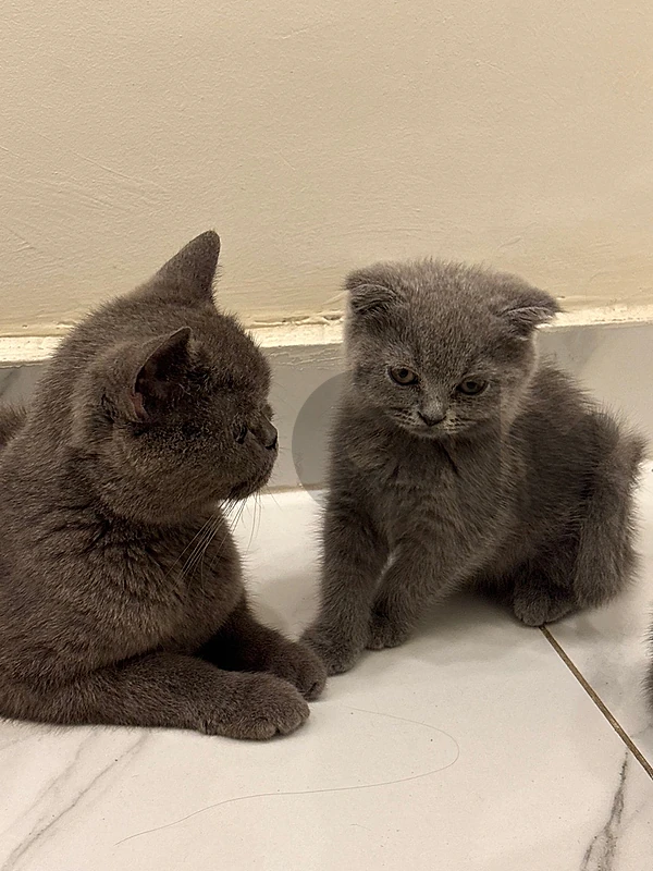 british kitten