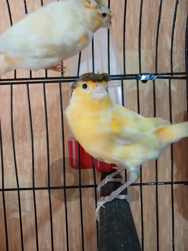 canary جوز كنار