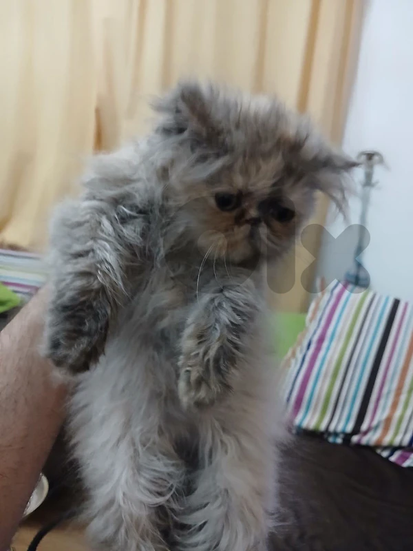 persian picky face female