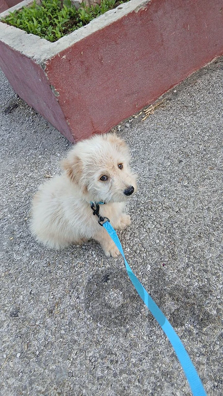 bichoun